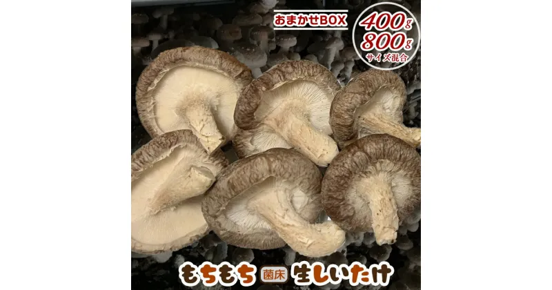 【ふるさと納税】しいたけ 椎茸 きのこ 生 菌床 400g 800g もちもち おまかせ サイズいろいろ おすすめ ジューシー 万能 野菜 農産物 国産 大きい 料理 パスタ スパゲティー 天ぷら 味噌汁 揚げ物 煮物 再生可能エネルギー IoT技術 オフグリット型