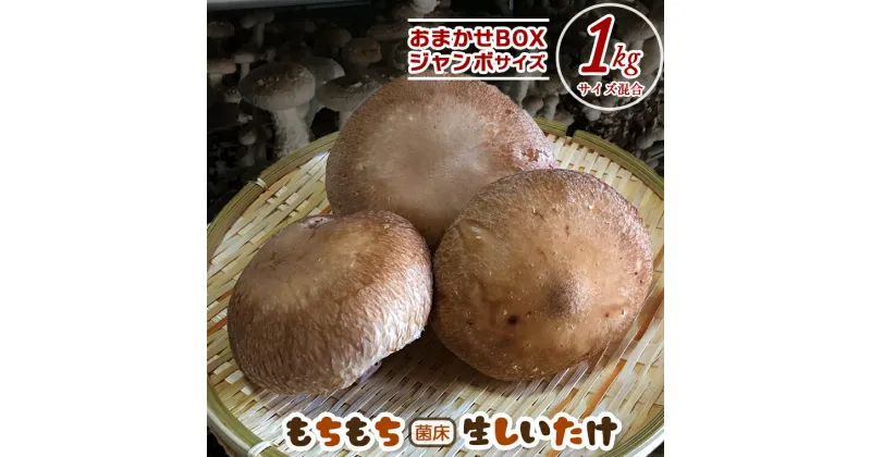 【ふるさと納税】しいたけ 椎茸 きのこ 生 菌床 1kg 1000g もちもち おまかせ サイズいろいろ おすすめ ジューシー 万能 野菜 農産物 国産 大きい ビッグ ジャンボ 料理 パスタ スパゲティー 天ぷら 味噌汁 揚げ物 煮物 再生可能エネルギー IoT技術 オフグリット型