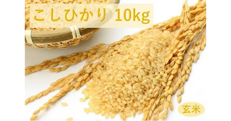 【ふるさと納税】四街道産 コシヒカリ / お米 こしひかり 10kg 玄米