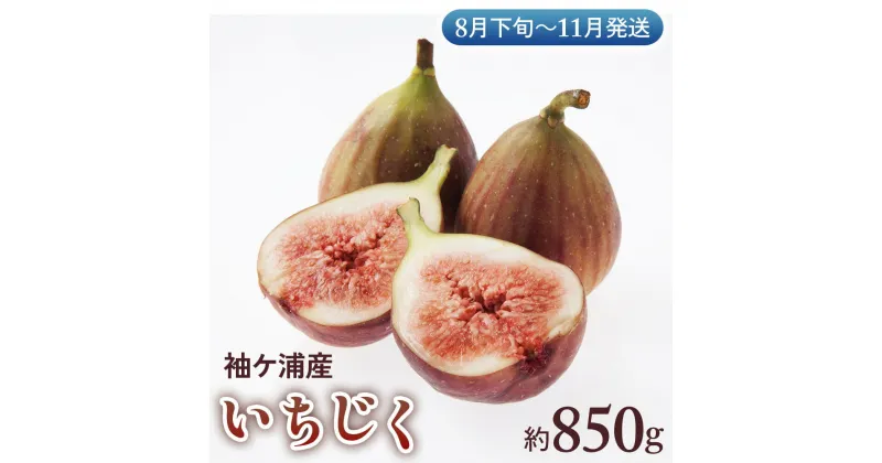 【ふるさと納税】袖ケ浦産いちじく 約850g《8月下旬から11月発送》グリーンファーム三基｜果物 くだもの フルーツ イチジク 袖ケ浦 千葉 [0237]