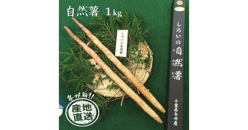 【ふるさと納税】自然薯 1kg 箱入り 減農薬 減化学肥料 山芋 とろろご飯 山かけご飯 おすすめ 贈り物 ギフト お歳暮 ちばエコ農産物 予約受付