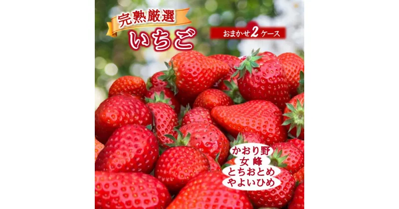 【ふるさと納税】【来年1月中旬頃発送】厳選いちご 2ケース かおり野 女峰 とちおとめ やよいひめ 品種はおまかせ