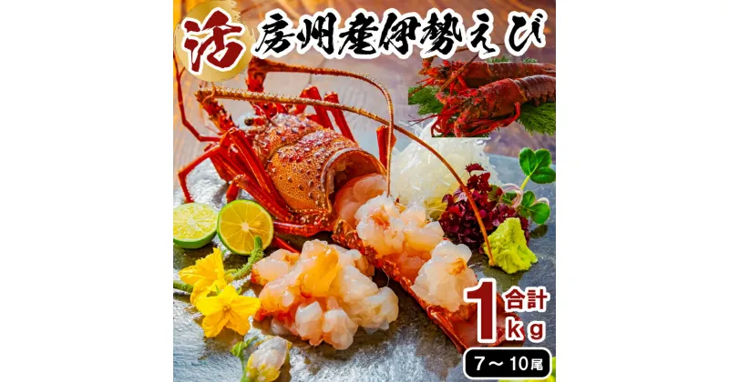 【ふるさと納税】活★房州産伊勢えび(房州海老)総量 1kg【おがくず梱包】 千葉県 南房総市 水揚げ 天然 ボイル 刺身 味噌汁 名物 食品 お取り寄せ グルメ 新鮮 鮮度 海の幸 魚介 海鮮 送料無料