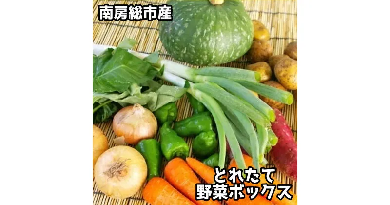 【ふるさと納税】 南房総産とれたて野菜ボックス 千葉県 南房総市 新鮮 季節野菜 旬野菜 セット レシピ おかず スープ 炒め物 栄養 ビタミン お弁当 常温 食品 お取り寄せ グルメ 送料無料