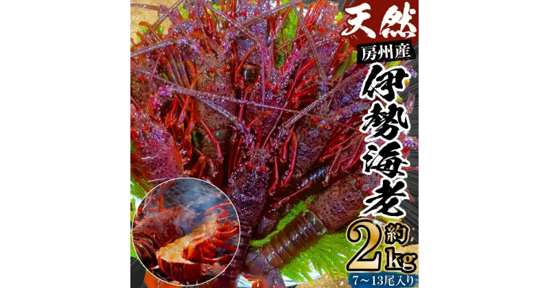 【ふるさと納税】房州産天然伊勢えび 約2kg 千葉県 南房総市 高級食材 お取り寄せ お取り寄せ 味噌汁 海鮮 魚介 シーフード ソテー 海の幸 刺身 お刺身 贈答品 送料無料