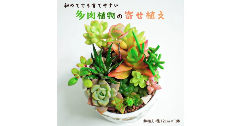 【ふるさと納税】多肉植物の 寄せ植え 1鉢 千葉県 南房総市 ハオルチア 陰性植物 ひとつの鉢 10種類 以上 育てやすい 観葉植物 セット 小さい 鉢植え 癒し おまかせ 自然 みどり 送料無料