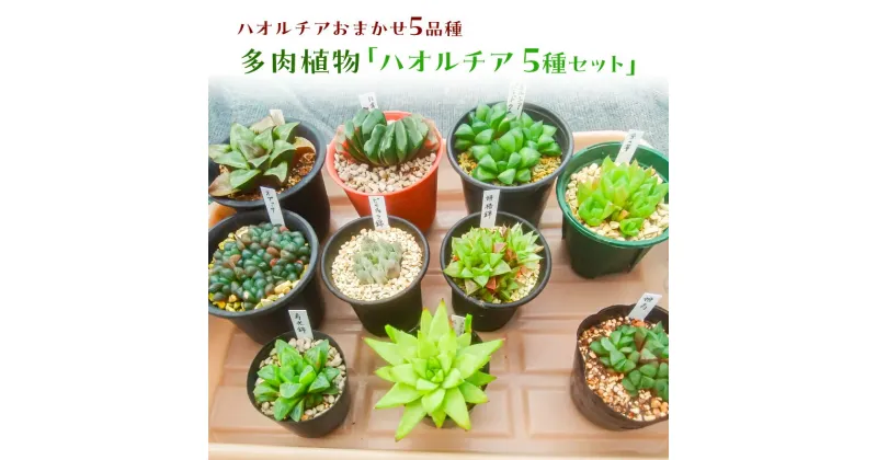 【ふるさと納税】多肉植物「ハオルチア 5種セット」 千葉県 南房総市 ハオルチア 陰性植物 ひとつの鉢 リラックス効果 初心者向け 育てやすい 観葉植物 セット 小さい 雑貨 鉢植え 癒し おまかせ 自然 みどり 送料無料