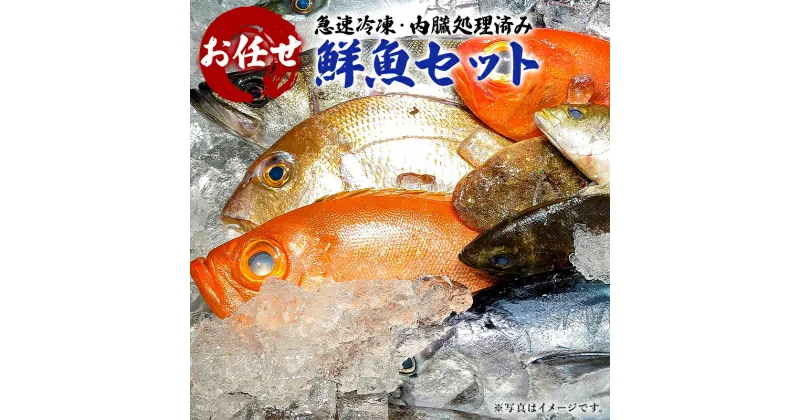 【ふるさと納税】急速冷凍・内臓処理済み お任せ鮮魚セット 千葉県 南房総市 グルメ 絶品 お刺身 新鮮 活きの良さ 旨味 魚介 地魚 煮物 焼き物 揚げ物 お取り寄せ お取り寄せグルメ 送料無料