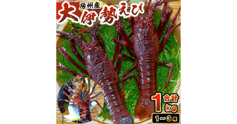 【ふるさと納税】 房州産大伊勢えび 約1kg 千葉県 南房総市 海産物 海老 魚介 贈答品鮮度 活き 海の幸 味噌汁 海鮮 お刺身 BBQ 房州えび お取り寄せ 冷蔵 送料無料