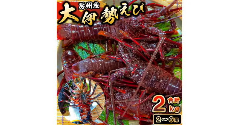 【ふるさと納税】房州産大伊勢えび 約2kg 千葉県 南房総市 高級食材 お取り寄せ お取り寄せグルメ 味噌汁 海鮮 魚介 シーフード ソテー 海の幸 刺身 お刺身 グラタン 贈答品 プリプリ 送料無料