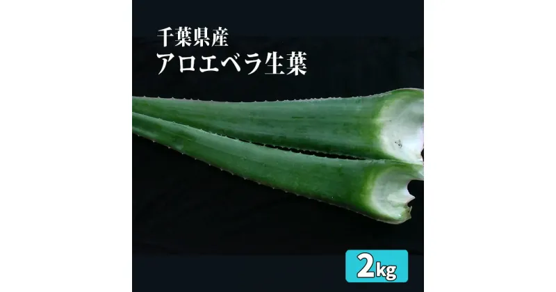 【ふるさと納税】アロエベラ生葉2kg ／ オススメ お刺身 砂糖漬け 蜂蜜漬け 送料無料 千葉県