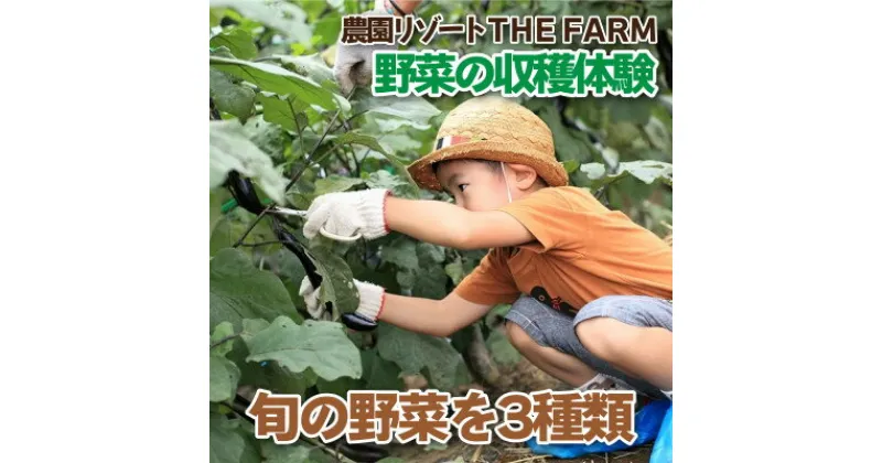 【ふるさと納税】手ぶらでOK!THE FARMの旬の野菜収穫体験引換券(1袋)【配送不可地域：離島・沖縄県】【1422347】