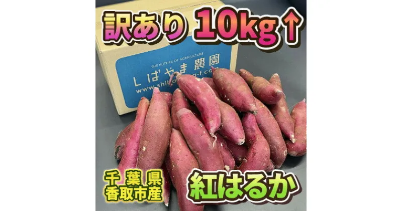 【ふるさと納税】【訳あり】さつま芋 紅はるか 約10kg 千葉県香取市産【先行予約2024年12月上旬より順次発送】【配送不可地域：離島・沖縄県】【1533980】