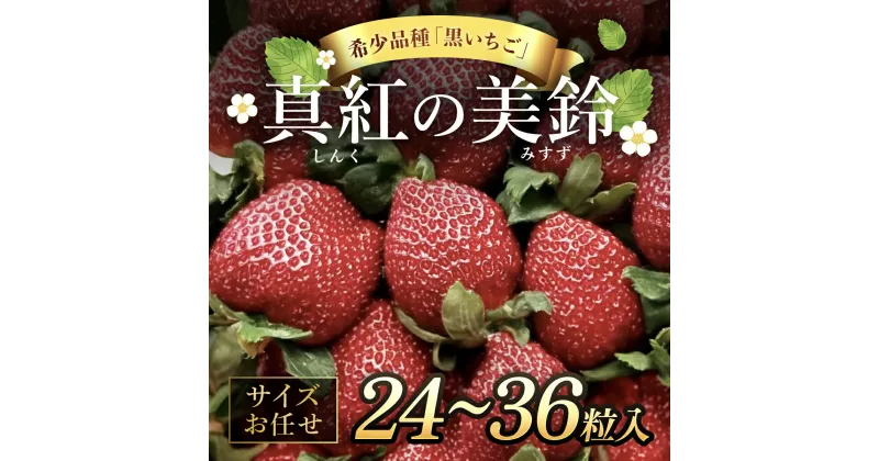 【ふるさと納税】【先行予約/2024年12月配送開始】希少品種 黒いちご 真紅の美鈴 サイズお任せ 24粒～36粒／ 真紅の美鈴 苺 粒 濃厚 果汁 希少 しんくのみすず いちご イチゴ 美味しい 贈答 ギフト お取り寄せ 送料無料 千葉県 SMAN014