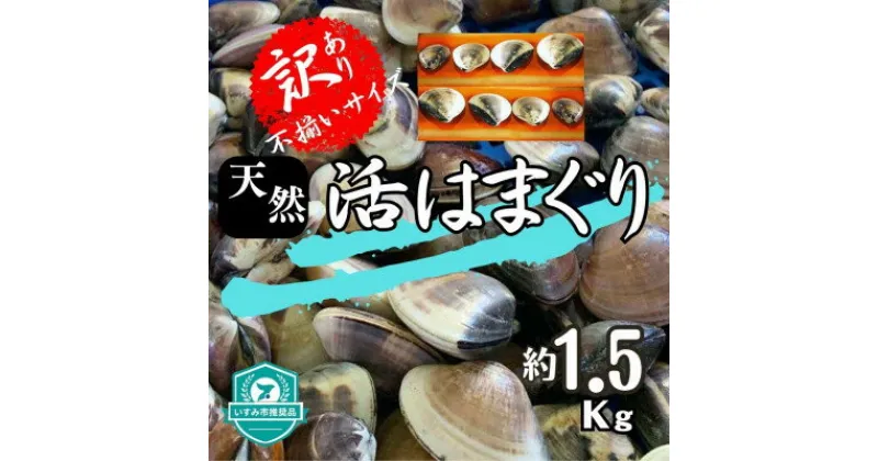 【ふるさと納税】(( 訳あり )) 天然 活はまぐり 約1.5kg _ 蛤 ハマグリ 魚貝 魚介 海鮮 貝 出汁 だし プロ仕様 人気 送料無料 【配送不可地域：離島・沖縄県】【1465117】