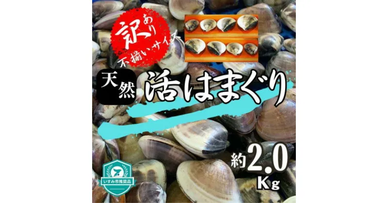 【ふるさと納税】(( 訳あり ))　天然活はまぐり　約2.0kg【配送不可地域：離島・沖縄県】【1472198】