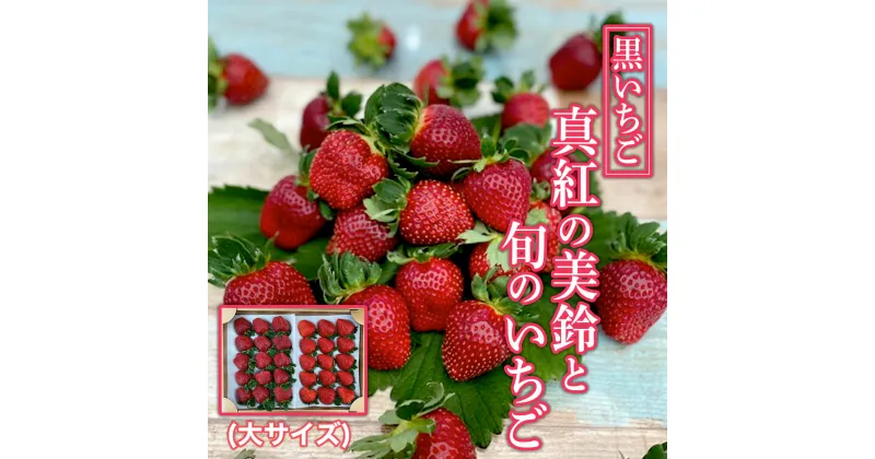 【ふるさと納税】 【2025年1月発送開始】＜黒いちご＞真紅の美鈴と旬のいちご（大サイズ）ふるさと納税 いちご 苺 イチゴ 千葉 大網白里市 送料無料 AB002