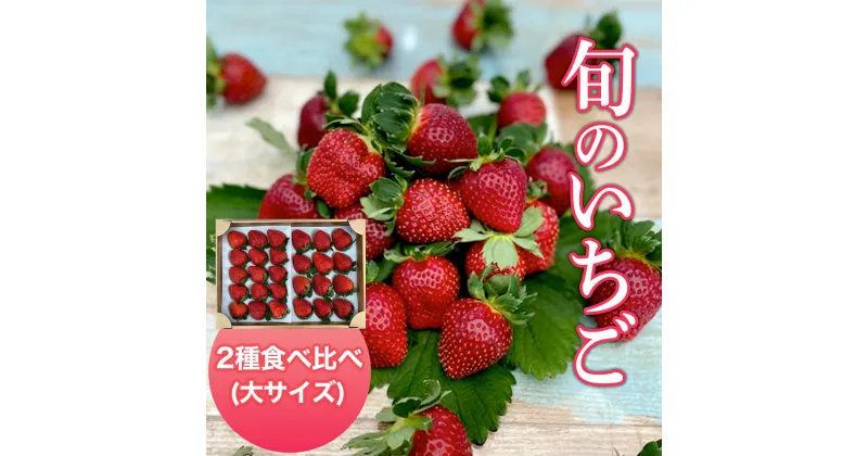 【ふるさと納税】 【2025年1月発送開始】＜旬のいちご＞2種食べ比べ（大サイズ）ふるさと納税 いちご 苺 イチゴ 千葉 大網白里市 送料無料 AB004