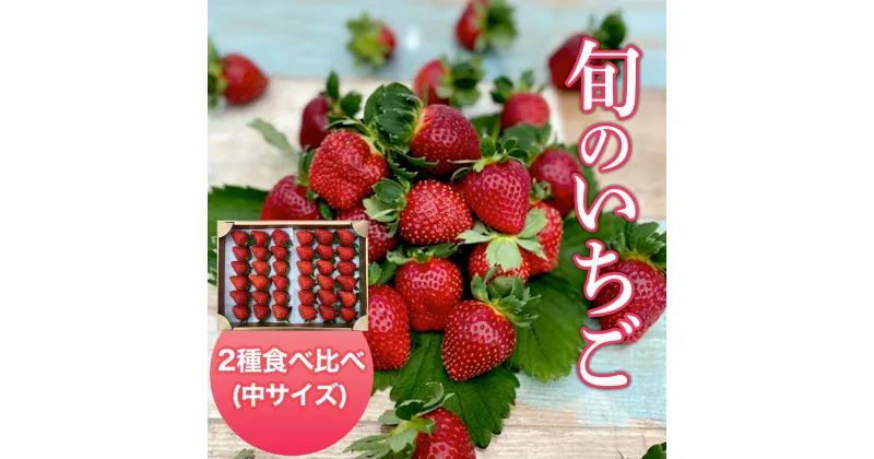 【ふるさと納税】 【2025年1月発送開始】＜旬のいちご＞2種食べ比べ（中サイズ）ふるさと納税 いちご 苺 イチゴ 千葉 大網白里市 送料無料 AB005