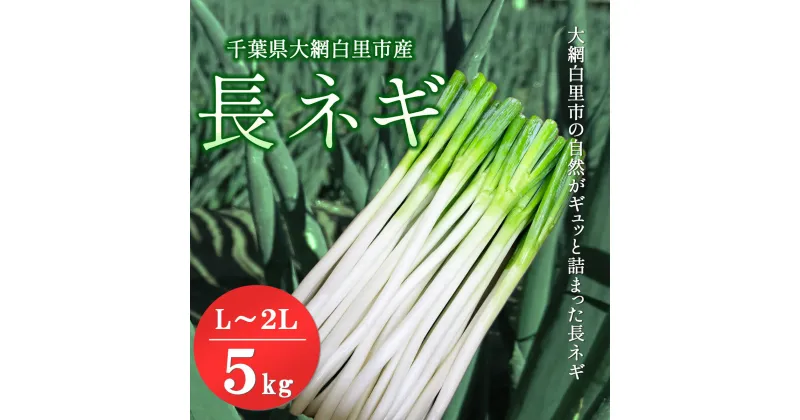 【ふるさと納税】【先行予約12月発送】千葉県大網白里市産　長ネギ　L～2Lサイズ　5kg（約30本～45本）／ふるさと納税 長ネギ 長ねぎ 長葱 ネギ ねぎ 葱 野菜 鍋 先行予約 先行受付 千葉県 大網白里市 AV001