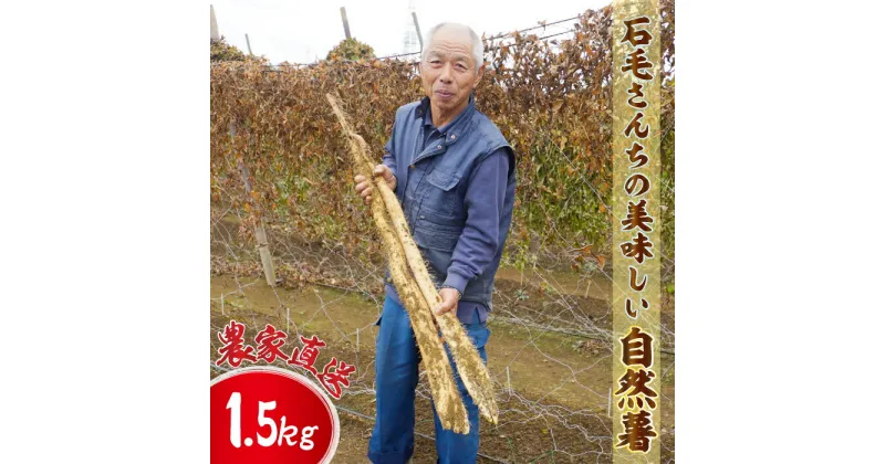 【ふるさと納税】数量限定 農家直送！栄養満点！石毛さん家の美味しい 自然薯 1.5kg 先行予約 とろろ 天然