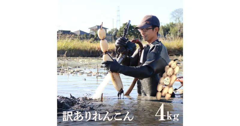 【ふるさと納税】レビュー☆4.3【訳あり】無選別 れんこん4kg テレビで紹介されました！| ふるさと納税 人気 野菜 蓮根 レンコンきんぴら 訳あり 4kg 送料無料