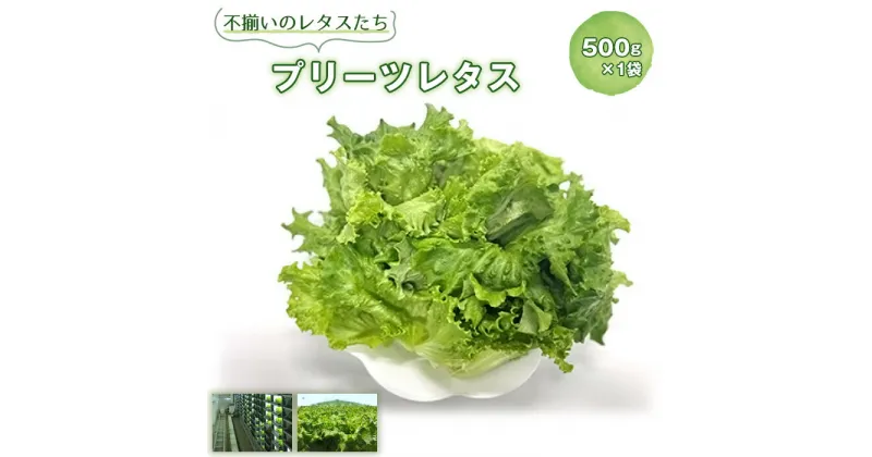 【ふるさと納税】No.013 不揃いのレタスたち（プリーツレタス）500g×1袋 ／ 野菜 緑黄色野菜 βカロテン シャキシャキ 食感 サラダ 送料無料 千葉県