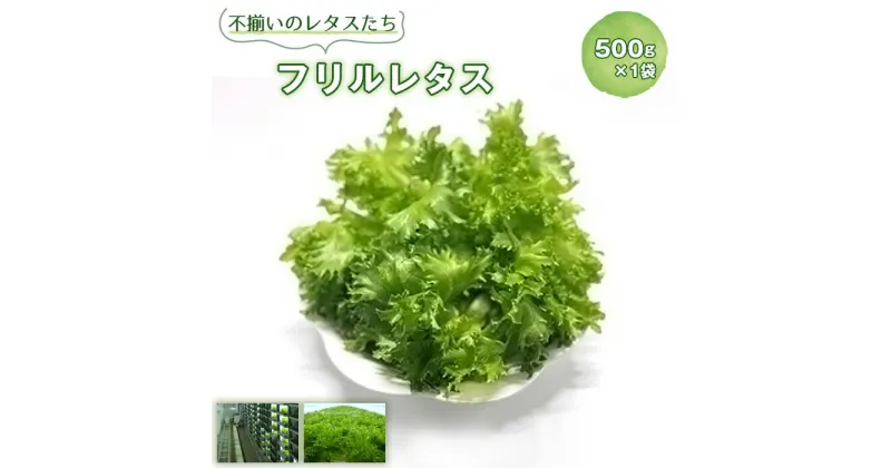 【ふるさと納税】No.014 不揃いのレタスたち（フリルレタス）500g×1袋 ／ 野菜 緑黄色野菜 βカロテン シャキシャキ 食感 サラダ 送料無料 千葉県