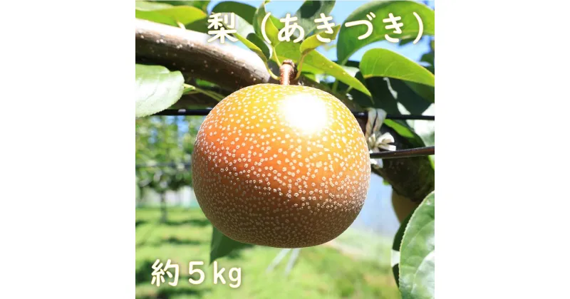 【ふるさと納税】【先行予約】梨（あきづき）約5kg　2025年発送分　千葉県産　長生　一宮