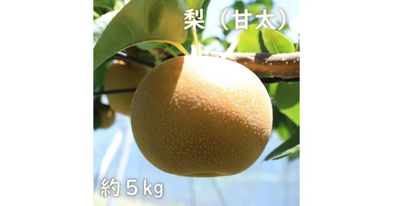 【ふるさと納税】梨（甘太）約5kg　2025年発送分　千葉県産　長生　一宮