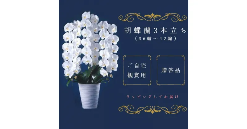 【ふるさと納税】T05501「喜びの、おひざもと。」胡蝶蘭　3本立ち（36輪～42輪）（配達エリア：千葉県全域・東京都23区・神奈川県（横浜市・川崎市）限定）