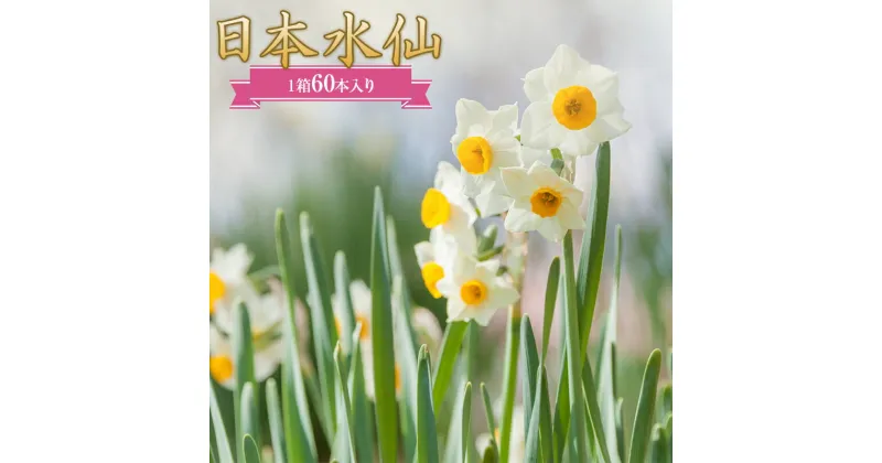 【ふるさと納税】日本水仙（生花）1箱60本入り 花束 ギフト 植物 花 産地直送 千葉県 鋸南町 F22X-145