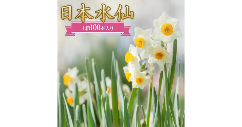 【ふるさと納税】日本水仙（生花）1箱100本入り 花束 ギフト 植物 花 産地直送 千葉県 鋸南町 F22X-112