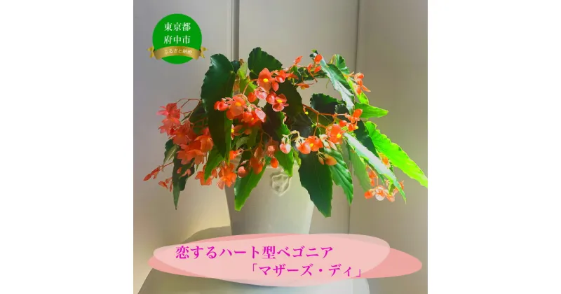 【ふるさと納税】花郷園オリジナル　恋するハート型ベゴニア「マザーズ・ディ」【花・ベゴニア・お花・インテリアプランツ・フラワー】　お届け：2024年6月中旬〜11月下旬