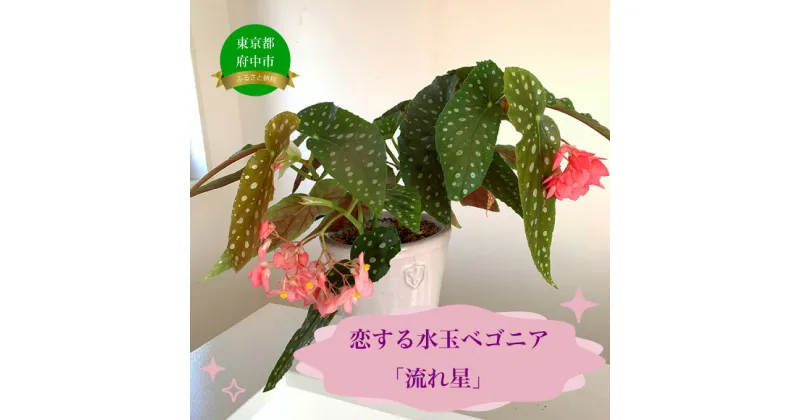 【ふるさと納税】花郷園オリジナル　恋する水玉ベゴニア「流れ星」【花・ベゴニア・お花・インテリアプランツ・フラワー】　お届け：2024年6月中旬〜11月下旬